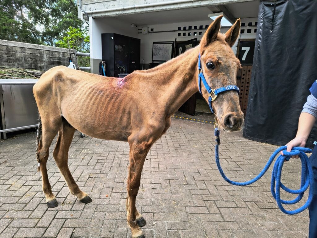 Vencedor, el caballo rescatado en Rionegro, culminó su recuperación y ya tiene un nuevo hogar